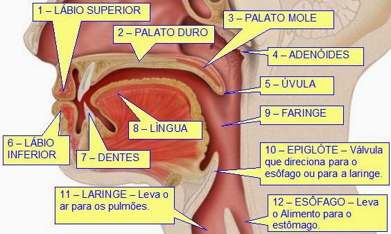 Retirada do blog: Professor Alceo